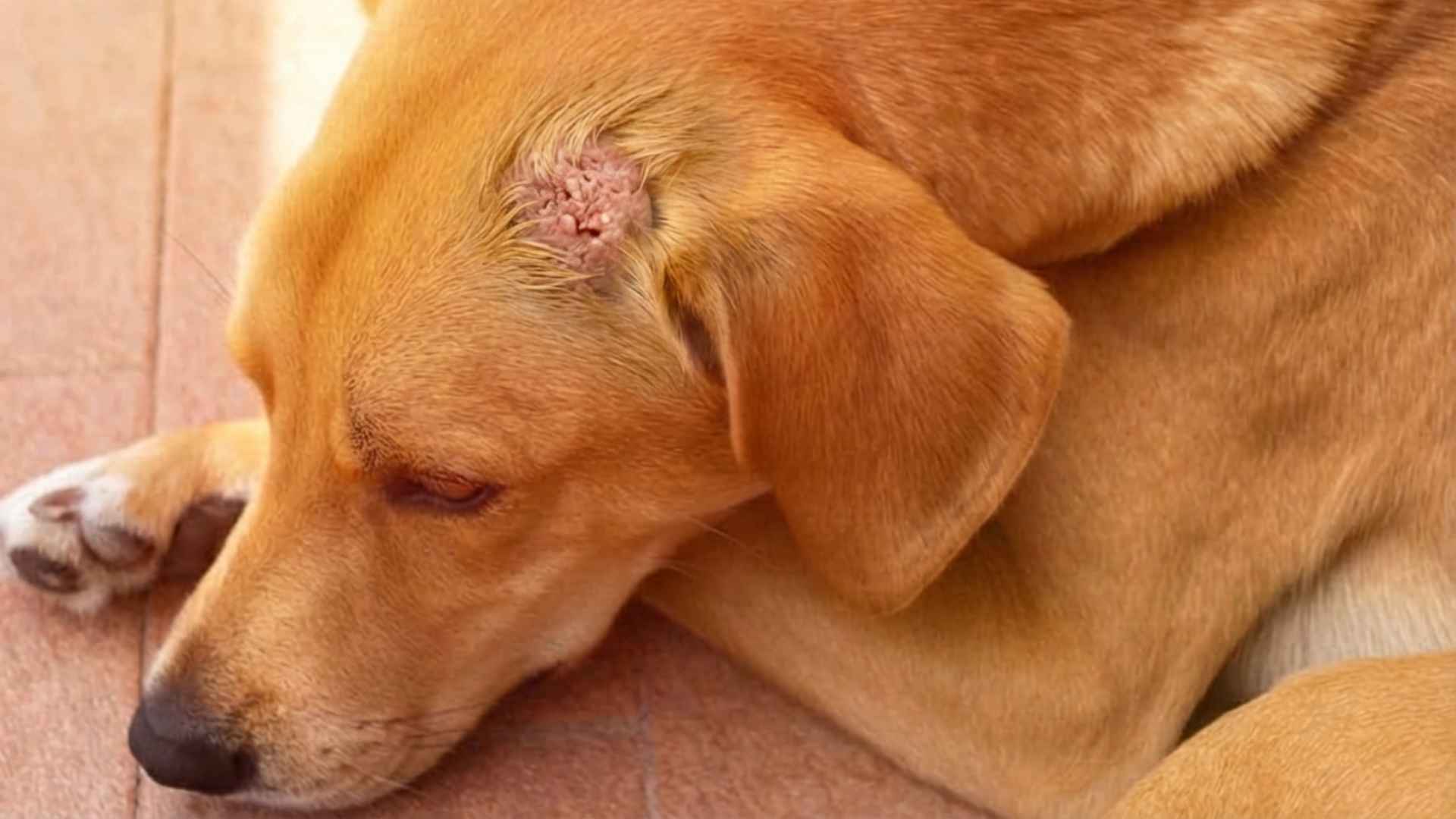 cancer piel perros imagenes